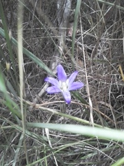 Brodiaea terrestris terrestris