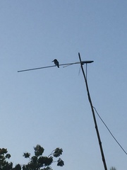 Halcyon smyrnensis fusca