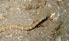 Corythoichthys ocellatus