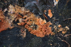 Peniophora aurantiaca