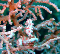 Hippocampus bargibanti