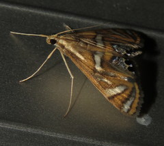 Margarosticha euprepialis