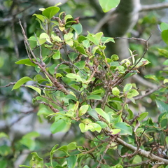 Ficus microcarpa, recorded vegetative