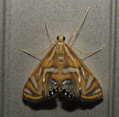 Margarosticha euprepialis