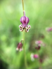 Caulanthus heterophyllus