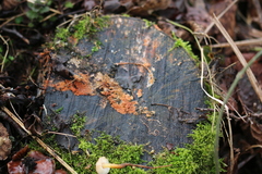 Peniophora aurantiaca