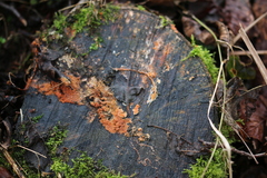 Peniophora aurantiaca