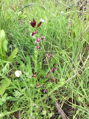 Caulanthus heterophyllus