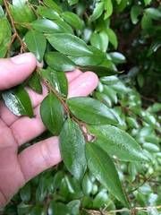 Camellia lutchuensis, photograph (c) 呂一起(Lyu yi-chi), some rights reserved (CC BY)