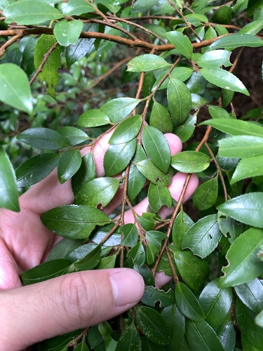 Camellia lutchuensis, photograph 3