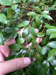 Camellia lutchuensis, photograph (c) 呂一起(Lyu yi-chi), some rights reserved (CC BY)