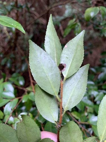 Camellia lutchuensis