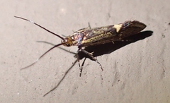 Esperia sulphurella
