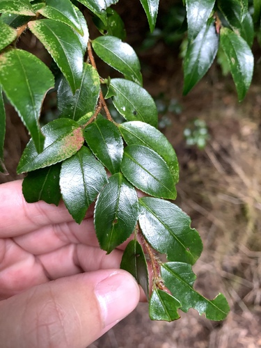 Camellia lutchuensis, photograph 5