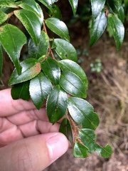 Camellia lutchuensis, photograph (c) 呂一起(Lyu yi-chi), some rights reserved (CC BY)