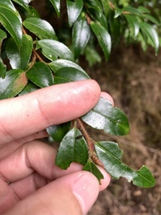 Camellia lutchuensis, photograph (c) 呂一起(Lyu yi-chi), some rights reserved (CC BY)
