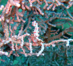 Hippocampus bargibanti