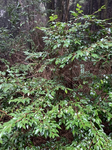 Camellia lutchuensis, photograph 4
