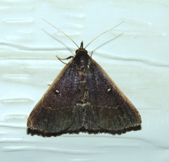Adrapsa ablualis