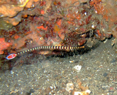 Dunckerocampus dactyliophorus