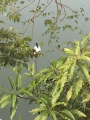 Halcyon smyrnensis fusca