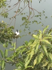 Halcyon smyrnensis fusca