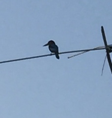 Halcyon smyrnensis fusca