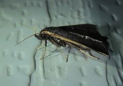 Adrapsa ablualis