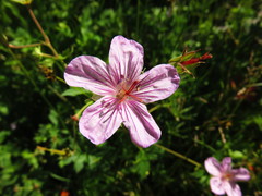 Geranium viscosissimum