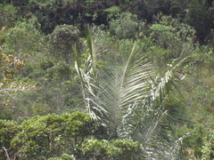 Ceroxylon quindiuense