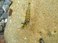 Palaemon affinis