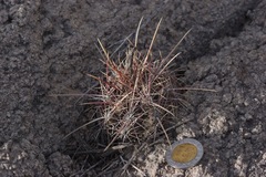 Thelocactus bicolor bicolor