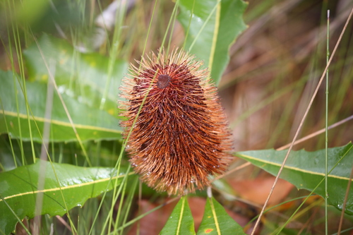Banksia robur