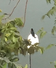 Halcyon smyrnensis fusca