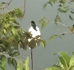 Halcyon smyrnensis fusca