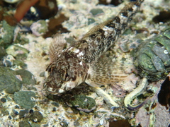 Bellapiscis medius