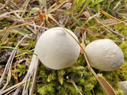 Lycoperdaceae