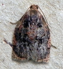 Archips infumatana
