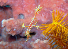 Solenostomus paradoxus