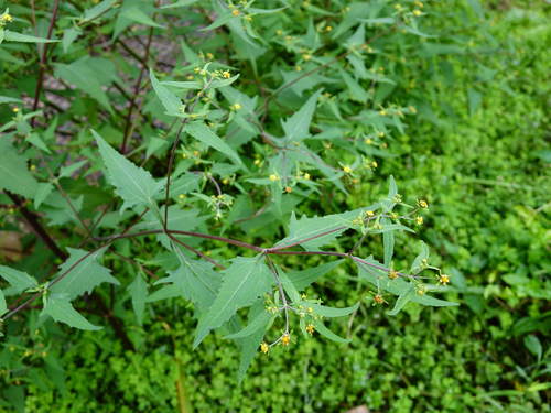 Sigesbeckia orientalis