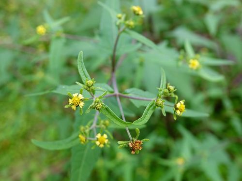 Sigesbeckia orientalis