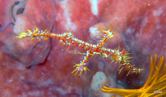 Solenostomus paradoxus