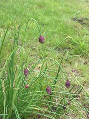 Allium praecox