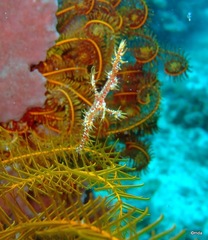 Solenostomus paradoxus