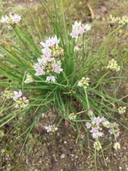 Allium praecox