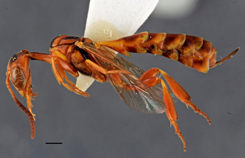 Hyptiogaster arafura