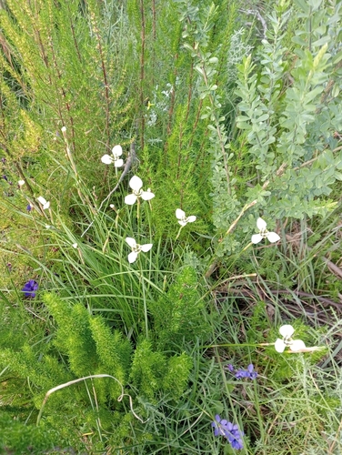 Image of Moraea tricuspidata by (c) Kisha Langeveld, some rights reserved (CC BY)