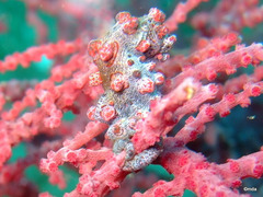 Hippocampus bargibanti