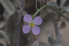 Malcolmia littorea
