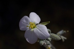 Malcolmia littorea